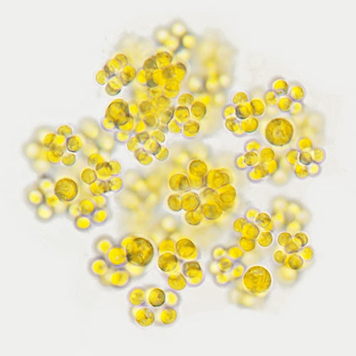 Omega 3 Forte Öl Mikroalge Ansicht