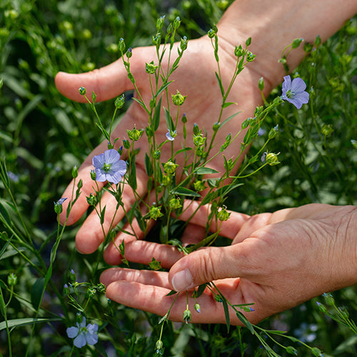 Zwei Hände halten Leinblüte auf grüner Wiese als Symbol für Leinöl mit Alge und Omega 3